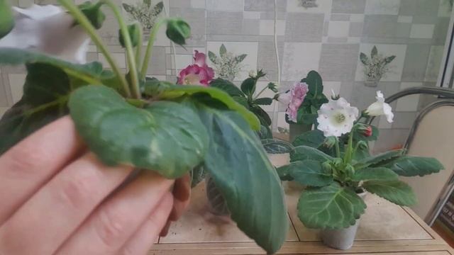КАК ТАКОЕ ВОЗМОЖНО???клубни у трёх месячных сеянцев. смотреть онлайн