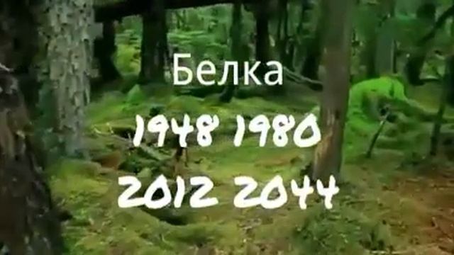 Узнай своё животное по дате рождения. Твой тотем смотреть онлайн