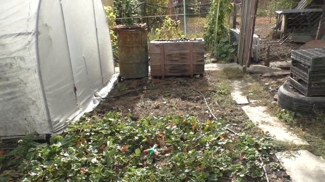 КАПЕЛЬНЫЙ ПОЛИВ, ШЛАНГ ДЛЯ ПОЛИВА, ПОДПОРКИ, мой отзыв обо всем в конце сезона! смотреть онлайн