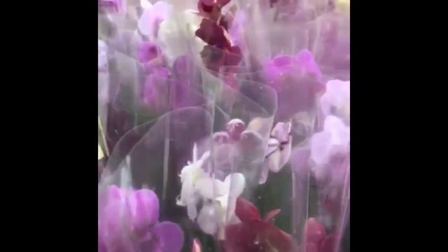 Красивые Орхидеи в Твоём Доме смотреть онлайн