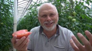 Мануза F1 - ранний крупноплодый гибрид индетерминантного томата