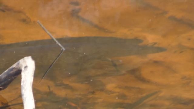 Нерест щуки в лесном ручье. смотреть онлайн