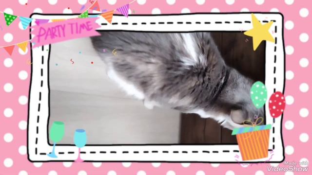 15.02.2024. Сэму 1 год. День рожденья Сэма/ Sam is 1 year old. Sam's birthday смотреть онлайн