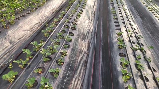 Клубника.Мальга.Гармония.Кабрилло.Виварро.Крапо10.Эверли.Земклубника Купчиха.Малина смотреть онлайн