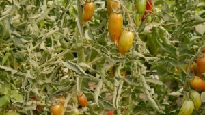 Томаты ЛЕДЕНЦЫ - сладкое и полезное лакомство