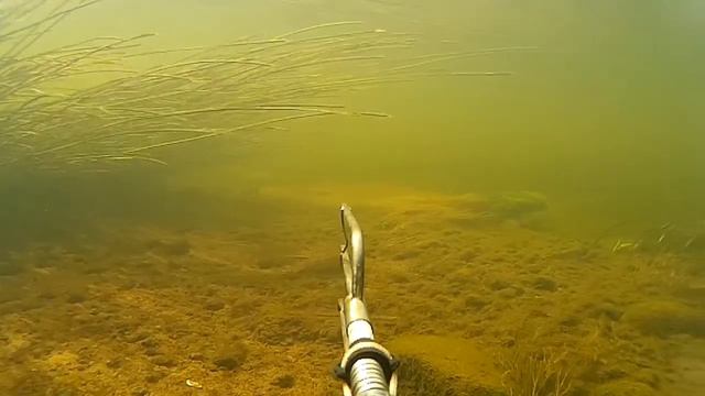 ПОДВОДНАЯ ОХОТА БЕЛАРУСЬ река КАСПЛЯ. ВИТЕБСКИЙ РАЙОН.UNDERWATER HUNTING смотреть онлайн