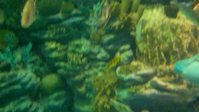 Пусан-Акванариум с акулами