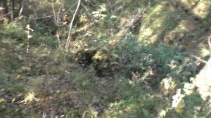 Опята не росли 4 дня Грибы Гриб Опенок Гриб Вешенка Лес Тайга Поход 16 сентября часть 24 грибы 2021