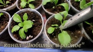 ПЕТУНИЯ.Для хорошей "корневой" подкармливаю после пикирования.