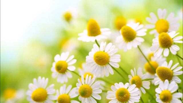 А.В.Клюев - 4 четвертая коренная Раса Атлантов - Витально Ментальная. 5/6 смотреть онлайн