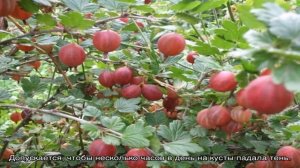 Крыжовник Консул — особенности и характеристики рстения