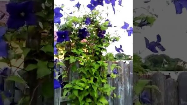 FLORI TUFA - CLEMATIS WILDFIRE