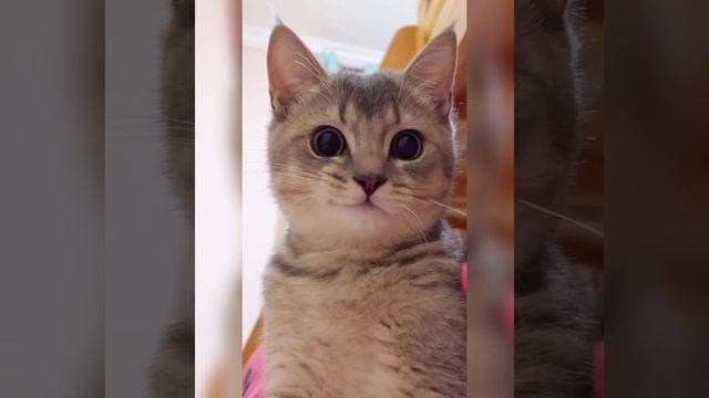 ЖИВОТНЫЕ Amazinganimalworld