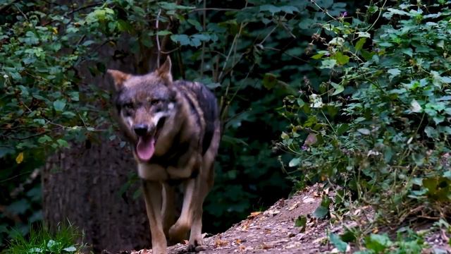 Вой волка звук