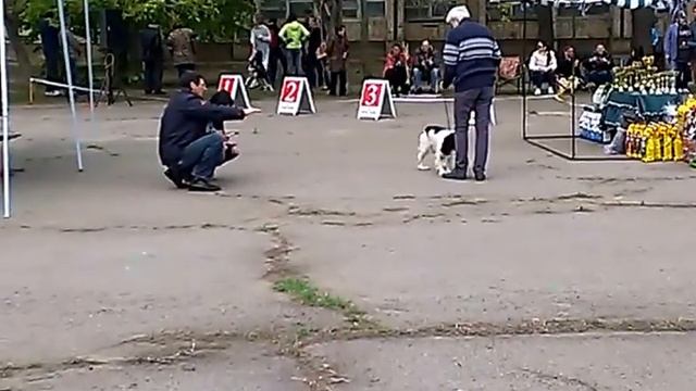 Каховка Брамс Выставка собак 2016г. смотреть онлайн