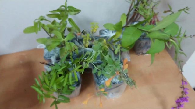 Распаковка посылок с растениями смотреть онлайн