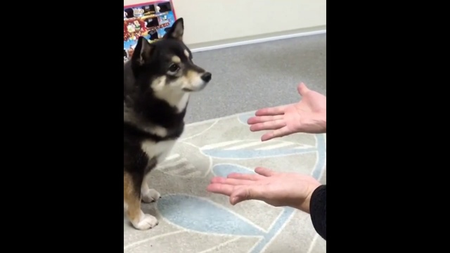 Фокус для собаки смотреть онлайн