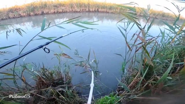 Рыбалка на сазана в Дагестане. смотреть онлайн