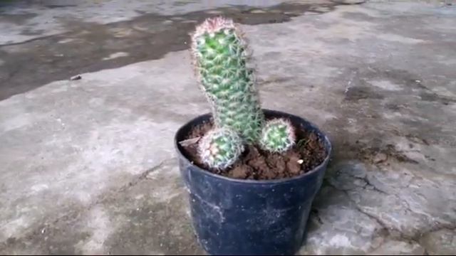 Jenis Tanaman Hias Bunga Kaktus Mammilaria Elongata Var Intertexta смотреть онлайн