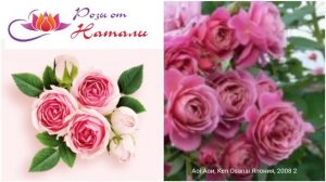 ЛУЧШИЕ ПИТОМНИКИ РОЗ 2 часть! Народный рейтинг РОЗАНОСТРЫ!😎 🌹 2 марта 2024 г.