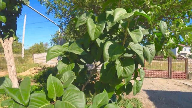 Сирень погибает. НУЖНА ПОМОЩЬ! Как обрезать сирень? Ствол сирени трещит и разваливается! смотреть онлайн