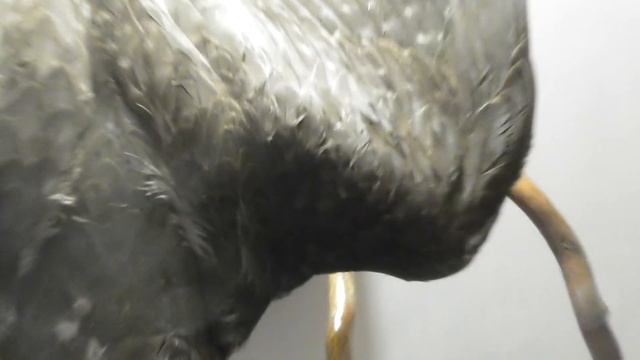 нижняя голубятня 1 день 08 05 18 2ч