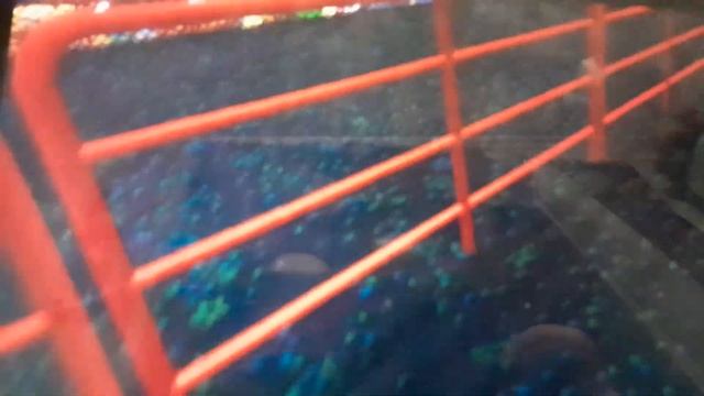 Megashark React to Original Moon RETURN in VRCHAT смотреть онлайн