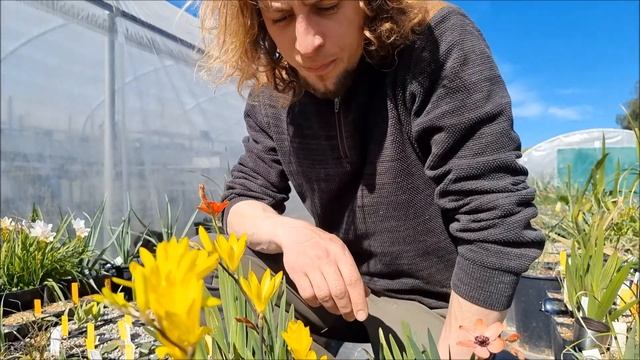 JohanWilm Geophytes Sparaxis смотреть онлайн