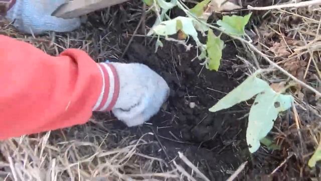 картошка под соломой 2017 сорт невский,удача/ potatoes under strav 2017 смотреть онлайн