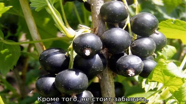 Смородина Титания смотреть онлайн