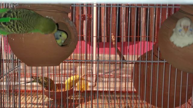 Female budgies egg bahir q phenk deti ha |Australian parrots apny andy bahir phank deti ha смотреть онлайн