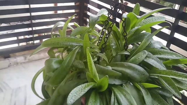 Silver squill / Leopard Lilly plants growing tips. Scilla Passiflora Caring Tips and propagation смотреть онлайн