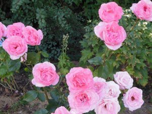 СПАСАЕМ ЗАМЕРЗШИЕ РОЗЫ. РЕАНИМАЦИЯ