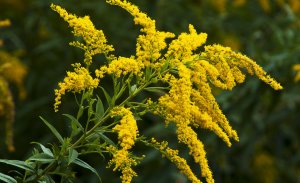 Золотарник или Солидаго РЕЛАКС ТЕРАПИЯ ИМПРОВИЗАЦИЯ композитор Виктор Анохин #музыка #piano #цветы