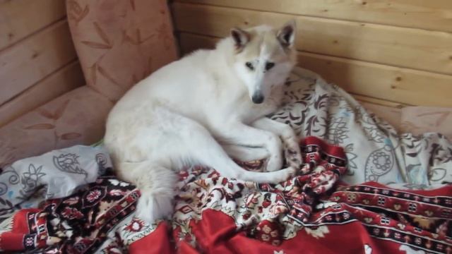 Белкунья переночевала дома смотреть онлайн