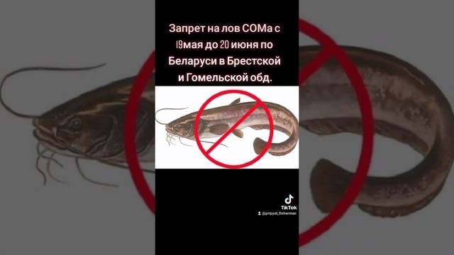 Запрет на лов СОМа в Беларуси по Брестской и Гомельской обл. смотреть онлайн