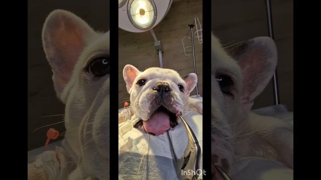 Эпулис у собак. История выздоровления Декстера французский бульдог смотреть онлайн