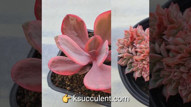 rare Korean succulents смотреть онлайн