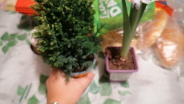 Поездка в ОБИ, Ашан, Леруа. Что купила для сада в конце декабря. смотреть онлайн