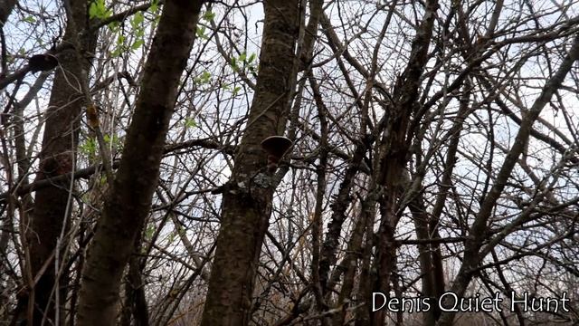 Phellinus pomaceus | Phellinus tuberculosus | Cливовый ложный трутовик смотреть онлайн