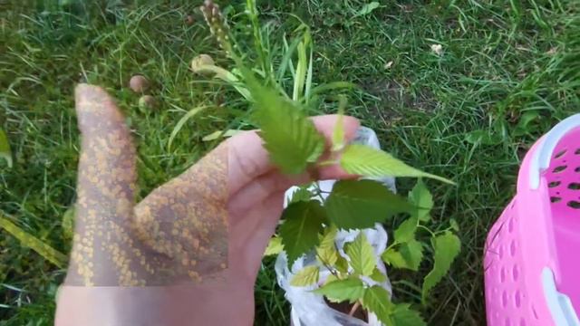 Посмотрите что я купила для своего сада! Впервые такое вижу!!! смотреть онлайн