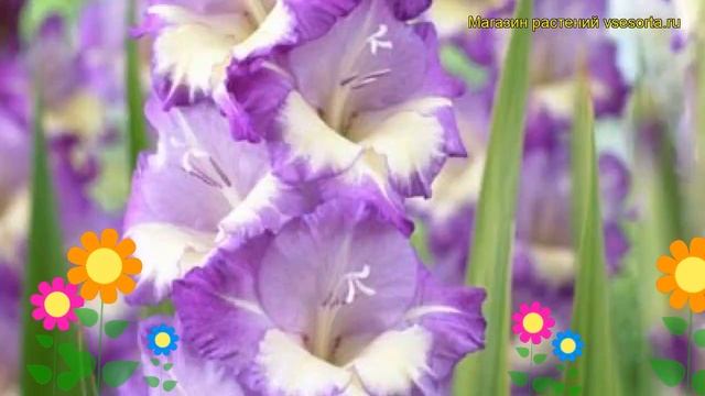 Гладиолус гибридный Кингс Линн. Краткий обзор, описание характеристик Kings Lynn смотреть онлайн