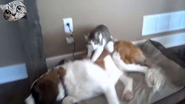 #9 Прикольные котики и собачки, подборки видео с домашкими животными смотреть онлайн