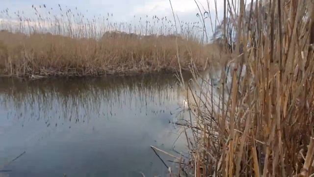 Рыбалка весенняя 25.03.23 р.Топлинка в р-не Пуляевки Белгородской обл. Уклейка, плотва. смотреть онлайн