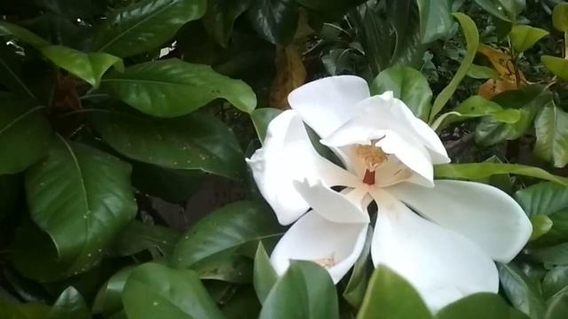 Сочи Июнь Магнолия. смотреть онлайн