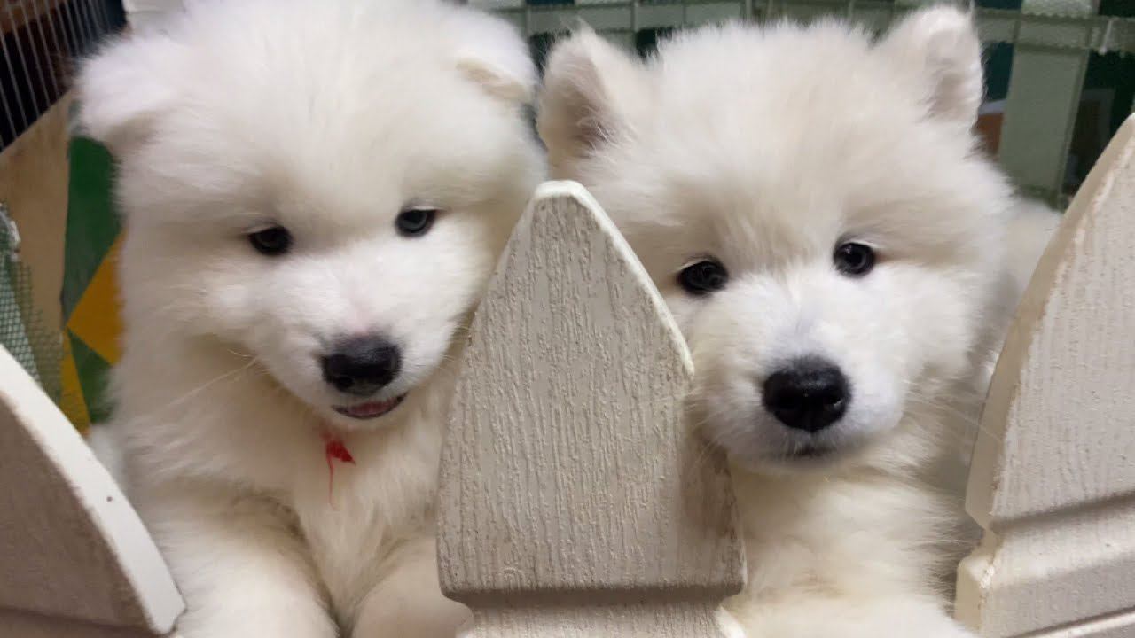 Имена щенков самоеда Первый помёт