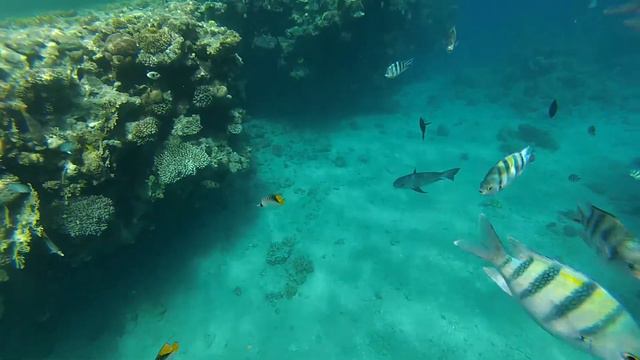 Стая Абудефдуфов. Риф отеля Concorde. Red sea. Egypt смотреть онлайн