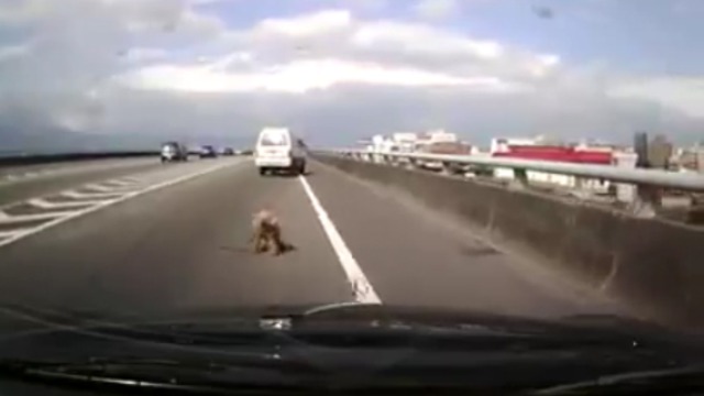 Собачка выпала из автомобиля смотреть онлайн