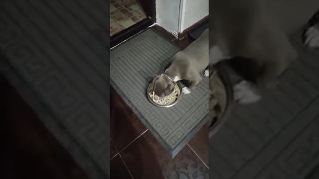 БЕЛЫЙ КЛЫК сухой корм для собак холистик смотреть онлайн