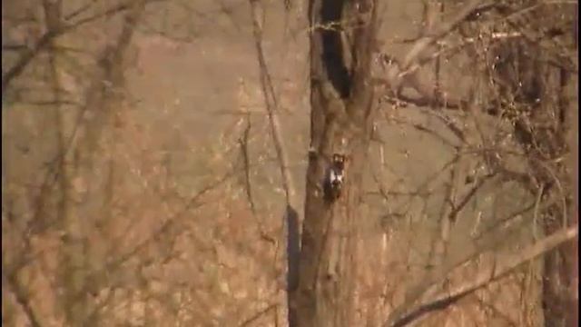 Дятел долбит себе дупло смотреть онлайн